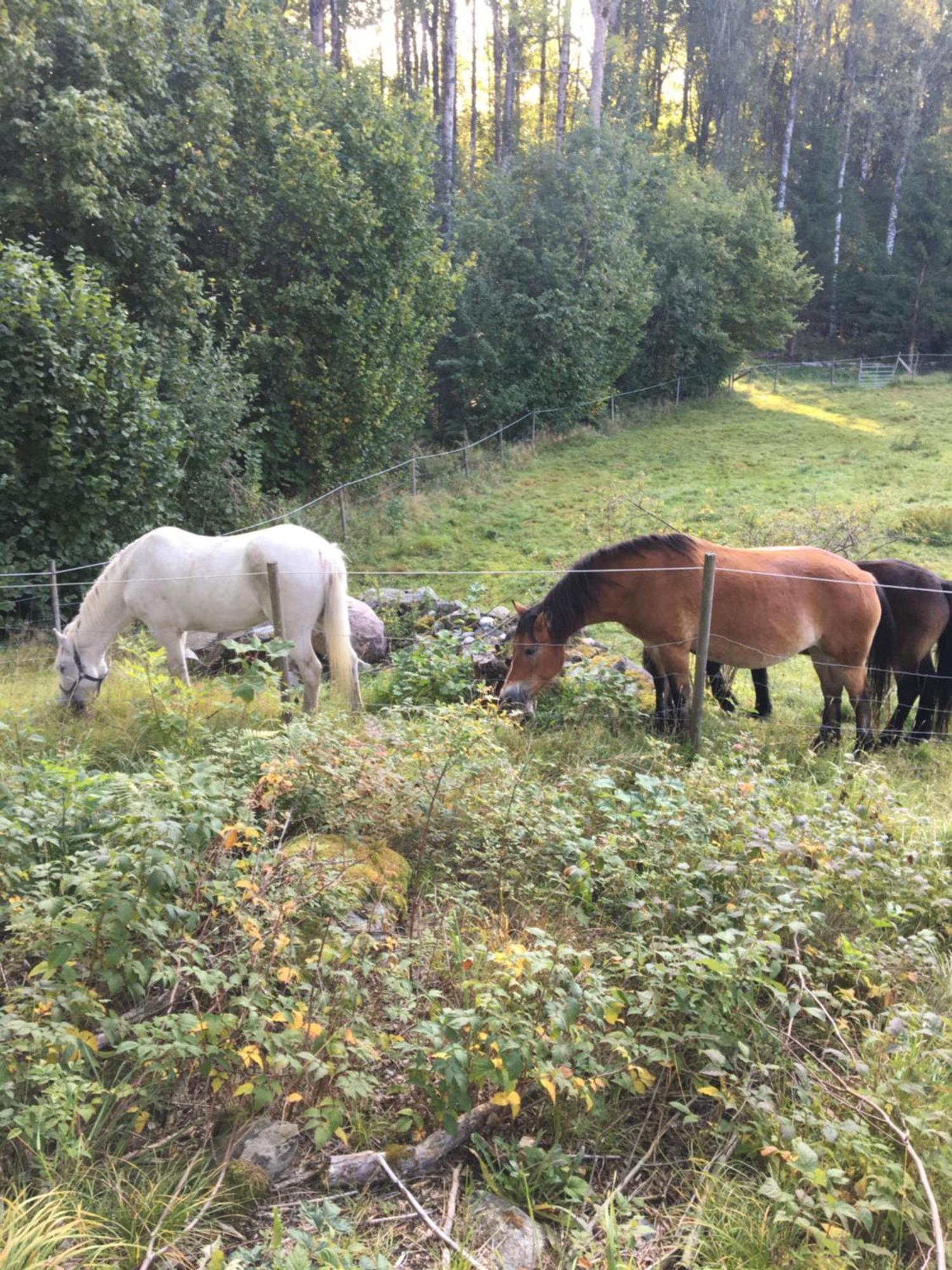 Henneviken Bnb Ed Esterno foto